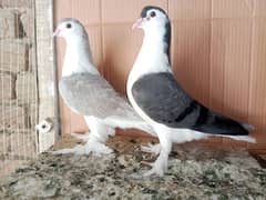 German Sherazi Kabootar Fancy Pigeon 03431683430