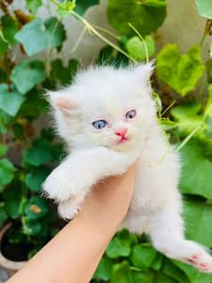 White Persian triple coated punch faced cats