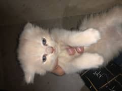 female kittens
Sami punch face
for sale 
Whatsapp 03006392115