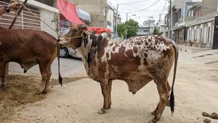 Cows Available for Qurbani
