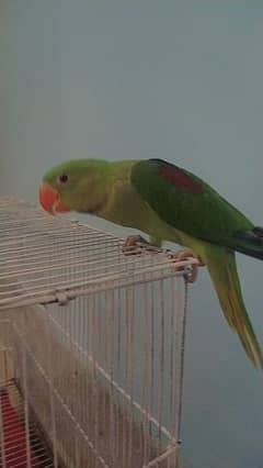 Green Ring neck Raw Parrot hand tame for Sale