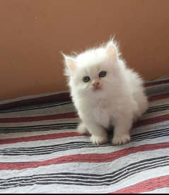 Persian kittens and cats available ALi PET SHOP Whatsapp 03250992331