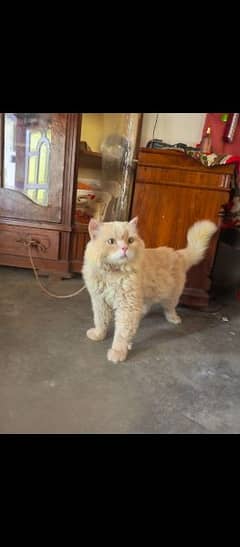 male persian cat male full active