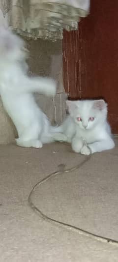 1 pair ,2 female kitten