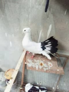 pigeon,