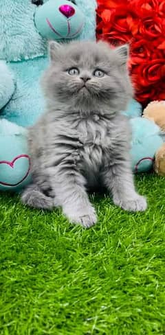 pure persian high quality beed grey color kitten for sale . COD