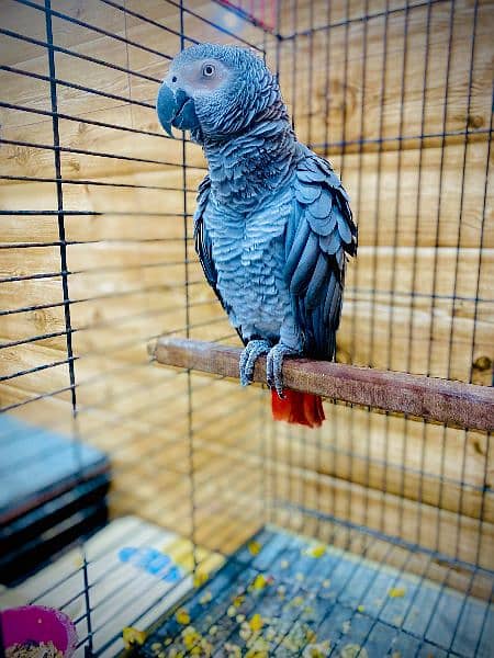 African Grey Parrot with Cage MashaAllah Boht Batin Karta Hai 0