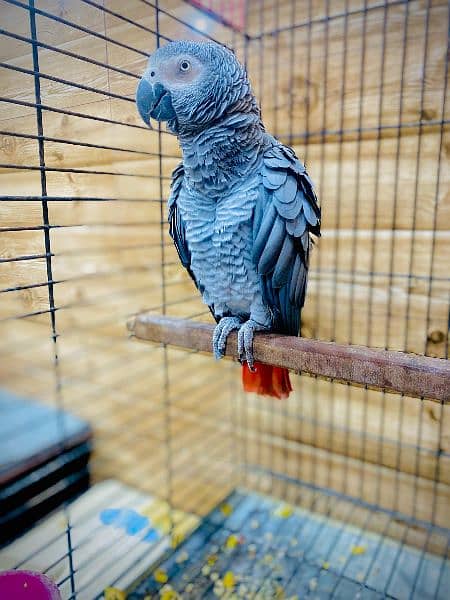 African Grey Parrot with Cage MashaAllah Boht Batin Karta Hai 1