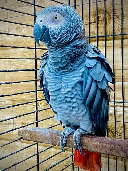 African Grey Parrot with Cage MashaAllah Boht Batin Karta Hai 2