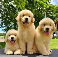 pedigree golden retriever puppies available for sale