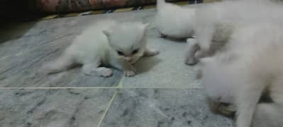 percian kitten for sale