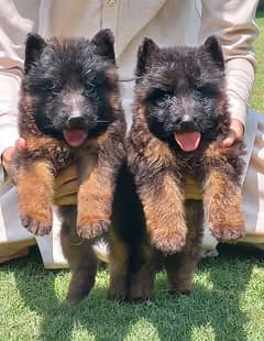 proper long coat German Shepherd pair for sale