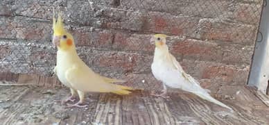 Common white cockatiel 2 piece Available for sale