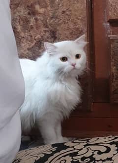 Doll Face Persian Cat / Kitten available for sale