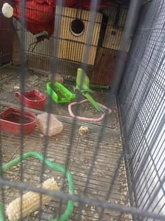 green neck pair for sale