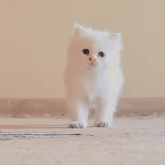 persian kitten doll face blue eyes triple coated
