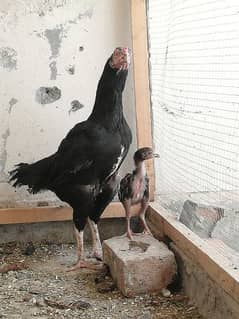 Breeder Murghi with chick