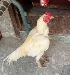 Aseel male for sale