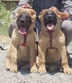 king Turkish kangal pair show quality havey bone structure for