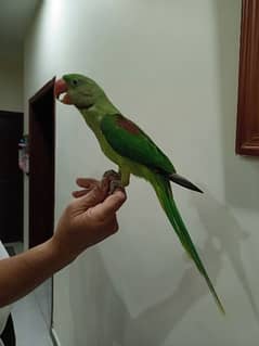 ring neck raw parrots