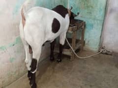 Rajanpuri bakra urgent for sale helthy and