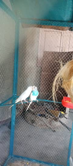 Beautiful white parrot pair