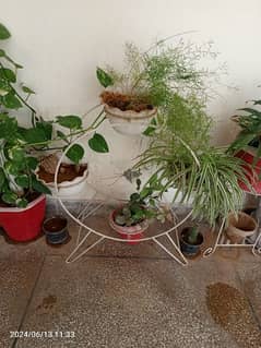plant stand with plants 0
