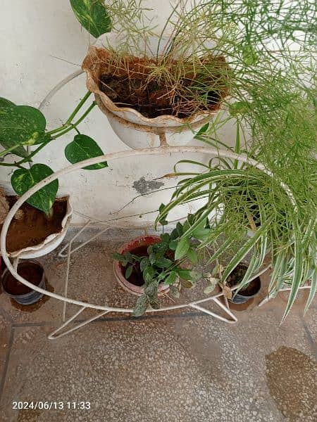 plant stand with plants 1