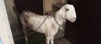 Beautiful Donda Bakra Qurbani k liye 65k Desi Khassi Bakra Ghar ka pla