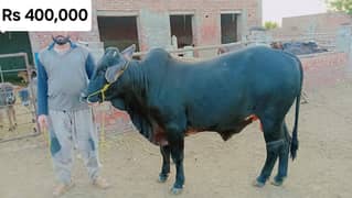 Wacha / Qurbani ka janwar /Bull / Desi bulls / Donda Bachra