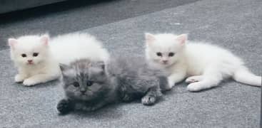 Triple Coated Persian White Female for Sale 1 month