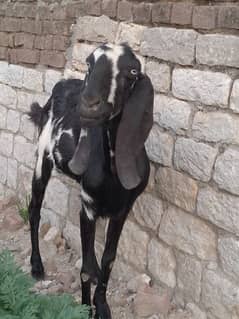 GOAT FOR SALE