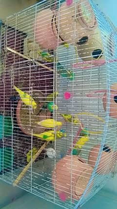 Parrots and their cage for sale