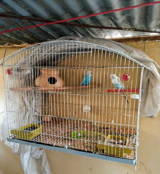 Some bird cage accessories and breeder pair of Australian parrot 0