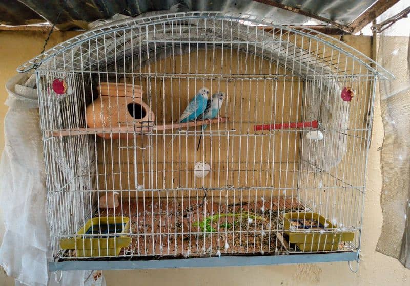 Some bird cage accessories and breeder pair of Australian parrot 10