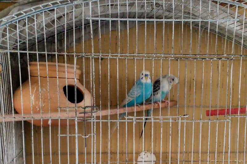 Some bird cage accessories and breeder pair of Australian parrot 11