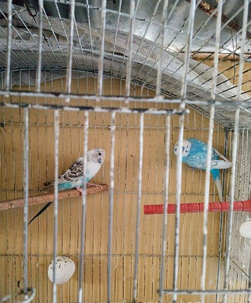 Some bird cage accessories and breeder pair of Australian parrot 12