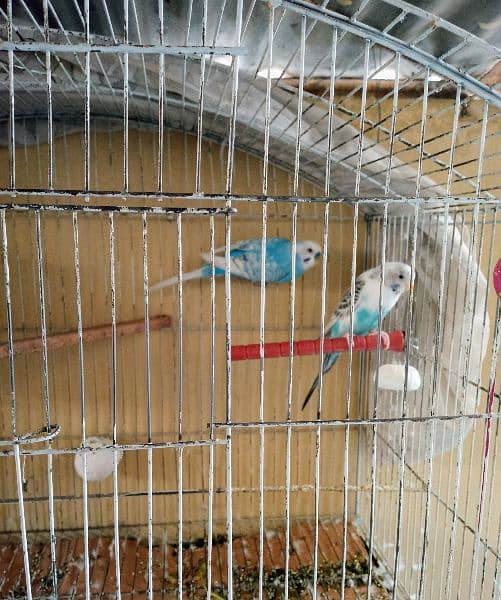 Some bird cage accessories and breeder pair of Australian parrot 13