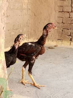 aseel male and female