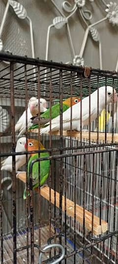 Albino Black Eyes Breeders with DNA Common Lutino Birds & Cages