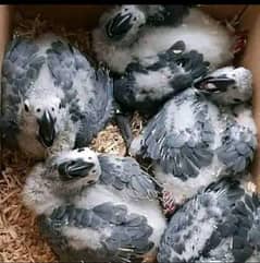 African grey parrot parrot chick for sale 03193220624