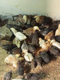 Desi misri 43 days old chicks available