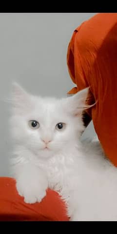 Princess , an energetic Himalayan cat