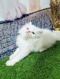 pure Persian odd eyes kitten