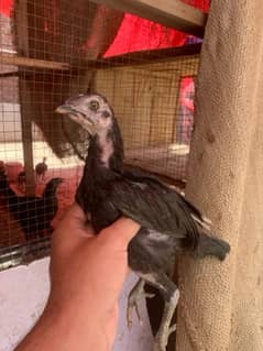 Aseel thai chiken | Hen