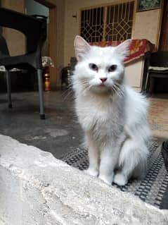 Cat with Blue eyes +92317-7889805