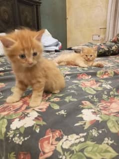 kittens Persian pairs