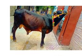 4 dant bull Best for qurbani purpose phone no 313/7731911