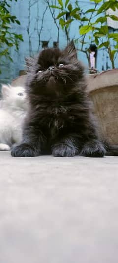 Persian kitten