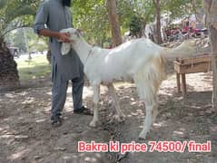 Bakra/Big/Chatra/Khassi/Qurbani for sell